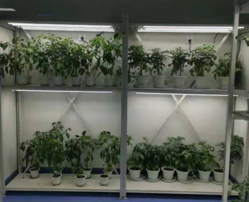 植物病理研究室